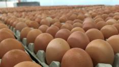 Евтини яйца със съмнително качество заливат пазара, алармират от асоциация