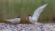 Правят изкуствен остров за диви птици край Варна