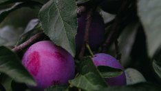 Виц на деня - 12 март