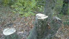 За година горските конфискуваха 600 куб.м незаконно отсечени дърва за огрев