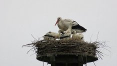 Няма повишени нива на тежки метали в умрелите щъркели от Разградско