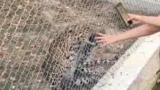 Леопард ухапа момиче във варненския зоопарк