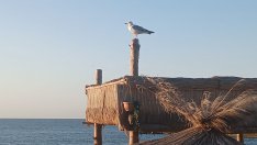 Слънчево и горещо време в цялата страна днес