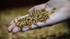 Жълтият брашнен червей – вкусен! ЕС пуска на пазара насекоми за храна