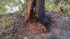 Премахват две опасни дървета в Морската градина