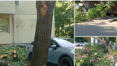 Сигнали за няколко паднали дървета днес във Варна