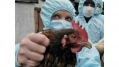 БАБХ потвърди огнище на Инфлуенца по птиците в област Пловдив