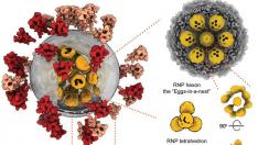 Симптомите при британския щам, различни от тези при COVID-19, са…