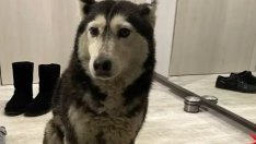 ВМА отстрани от работа лекаря, прегазил куче в София