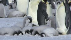 Със 77% е намалял броят на пингвините в Антарктика 