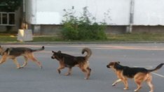 Глутница агресивни и бездомни кучета тревожат цял квартал