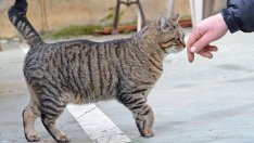Близо 200 безстопанствен котки са кастрирани, обезпаразитени и маркирани във Варна