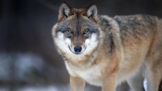 Вълк нападна шестгодишно дете, завлече го в гора