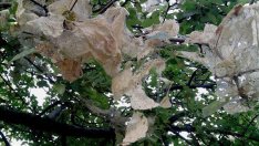 Бяла американска пеперуда атакува дръвчетата във Варненско