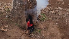 Тийнейджъри подпалиха дърво с пиратки