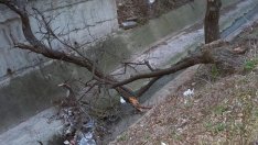 Паднало дърво задръства канала на ул. "Мадара" във Варна