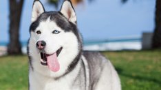 Убийство на куче предизвика отлив на туристи в зимен курорт