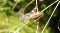 Мрежата Натура 2000 ще се управлява с регионални планове