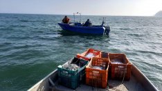 Бум на бракониерския улов в Черно море