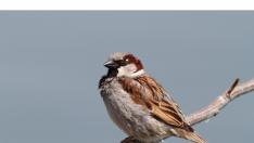 Колко са врабчетата у нас?