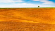 Област Варна е на осмо място в страната по цена на сделки с ниви