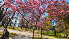 Варна е домакин на кръгла маса „Зеленината в градовете – здраве, щастие и красота”