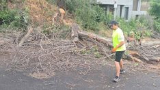 Пред погледа на варненци: Премахнаха опасното дърво в кк „Ален мак“ (СНИМКИ)