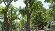 Премахват 32 опасни дървета в Градската градинка зад театъра във Варна