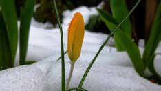 Идва пролетен сняг