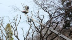 Премахват близо 30 опасни дървета в Морската градина на Варна