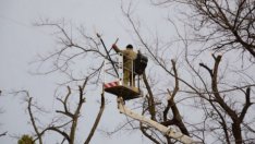 Отлага се днешната резитба на сухи и опасни дървета в район „Приморски“