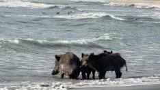 Диви прасета превзеха плажа в "Аспарухово" (СНИМКИ/ВИДЕО)