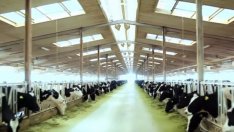 Криза в Добруджа: Млечни ферми фалират заради скъпотията