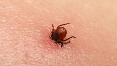 Огромен брой варненци са ухапани от кърлежи за седмица