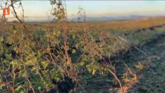 Силната буря в Поморийско е унищожила почти напълно реколтата от грозде