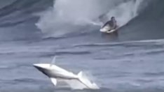 Акула изуми сърфист с превъртане във въздуха. Страховито ВИДЕО