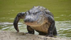 Алигатор изяде жена във Флорида  