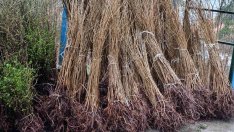 Подаряват 25 000 дръвчета на варненци