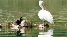 РИОСВ - Варна: Местността „Шабленско езеро” е подходяща за орнитологичен туризъм