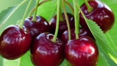 Спешни обяви в нета: Доставяме череши до прага на дома ви за 3,50 лв!
