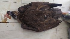 Намериха отровен черен лешояд