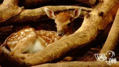 Бамби e най-новият обитател на варненския зоопарк