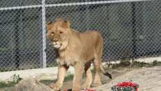 Лъвчетата и тигрицата вече имат обновени домове в зоопарка