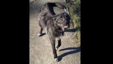 Пореден касапин в ареста: Влачи куче със скутер, убива 8 новородени палета