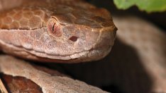 Издирват двама, хвърлили умряла змия в сградата на община Разград