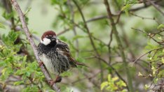 Пак броим врабчетата тази събота