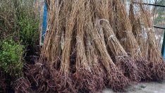 Огромен интерес към кампанията за безплатни фиданки във Варна