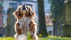 Куриозна кражба във Варна: Мъже отмъкнаха телефон и... куче 