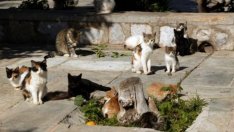Отлагат кастрирането на 300 улични котки във Варна