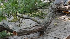 Дете е с мозъчно сътресение, след като клон падна отгоре му във Варна